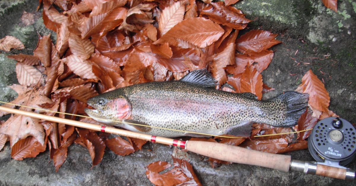 A rainbow trout on wet fall beech leaves beside a bamboo rod and reel