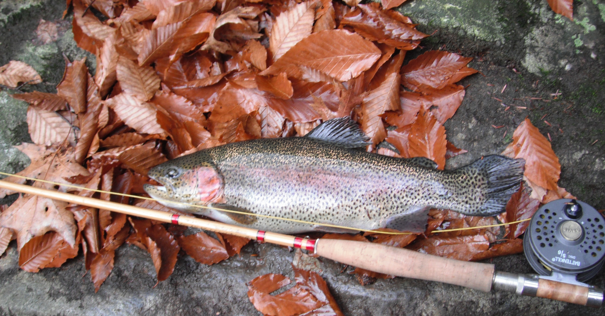 A rainbow trout on wet fall beech leaves beside a bamboo rod and reel